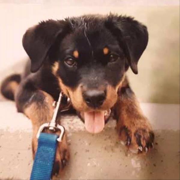 /Images/uploads/MidAmerica Rottweiler Rescue/adoptarottphotocontest/entries/10103thumb.jpg